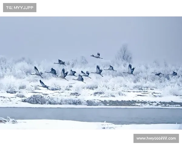 冬日湖畔诗意探秘之旅全攻略，畅享冰雪世界与自然美景的完美邂逅